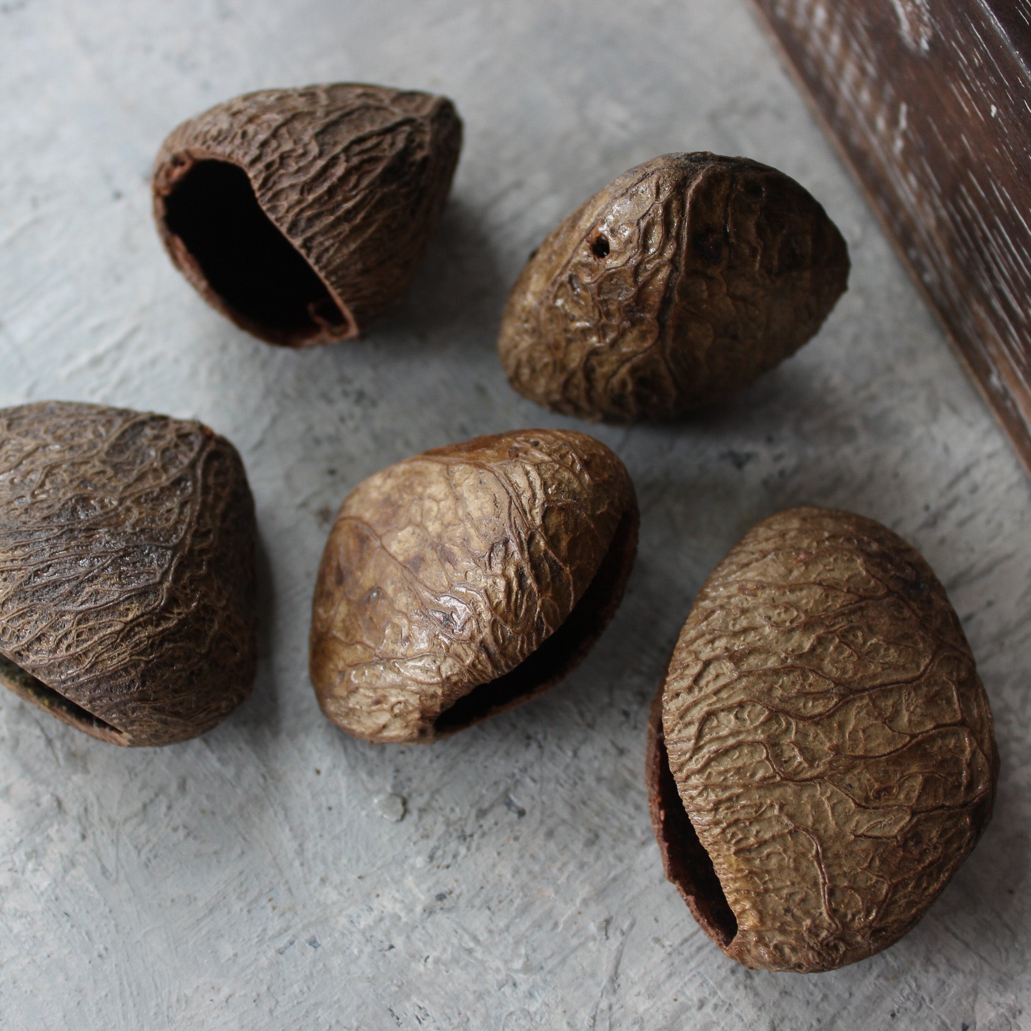 Natural Seed Pods - Tribe Castlemaine