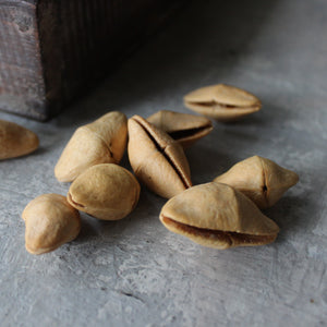 Natural Seed Pods - Tribe Castlemaine