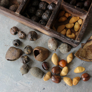 Natural Seed Pods - Tribe Castlemaine