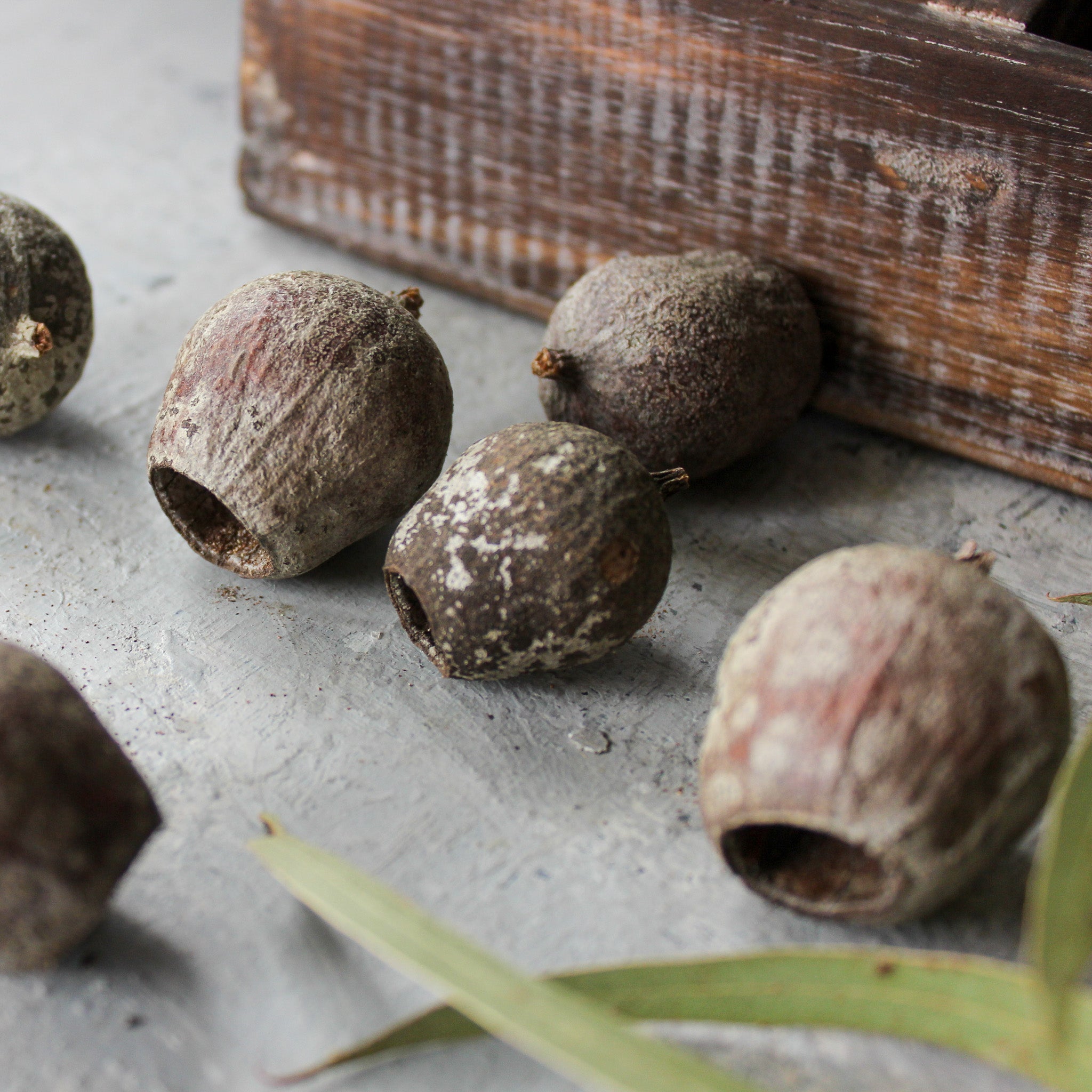 Natural Seed Pods - Tribe Castlemaine