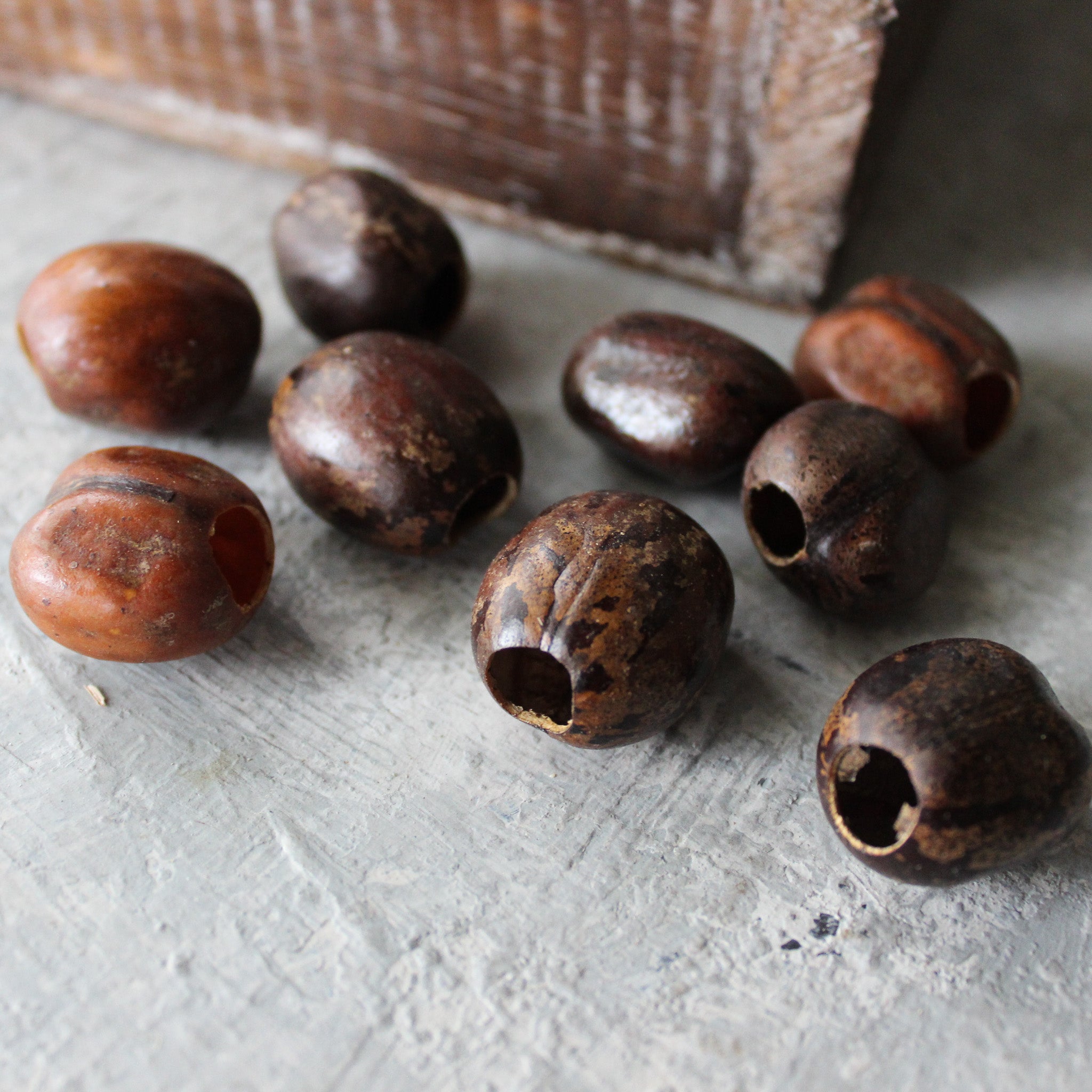 Natural Seed Pods - Tribe Castlemaine