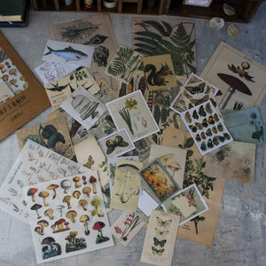 Nature Papercraft Pack - Tribe Castlemaine