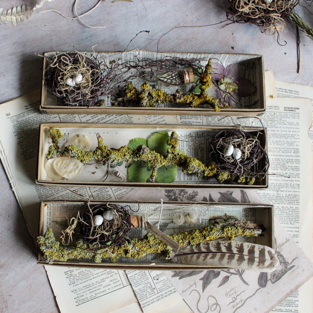 Nature Specimen Boxes - Tribe Castlemaine