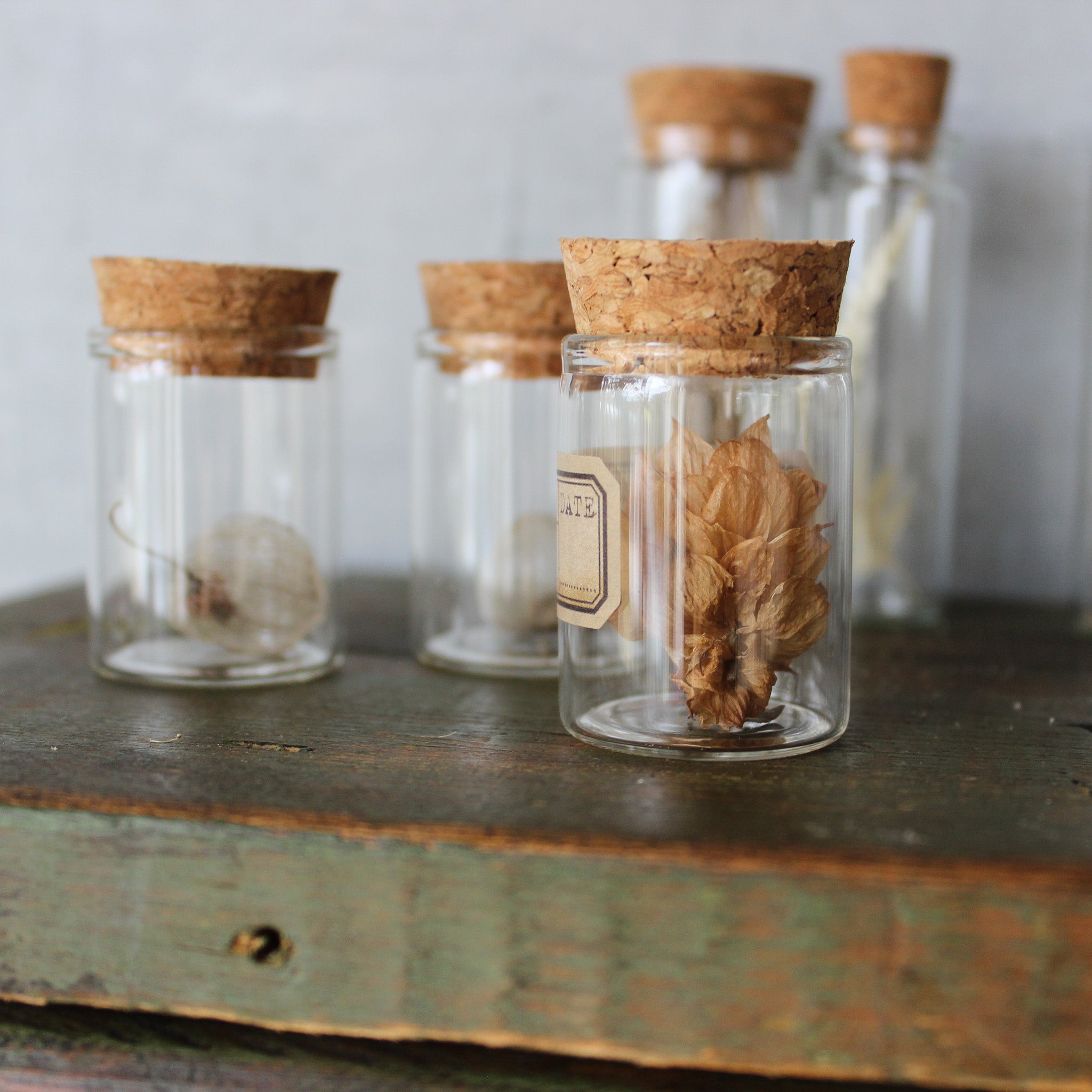 Nature Specimen Jars - Tribe Castlemaine