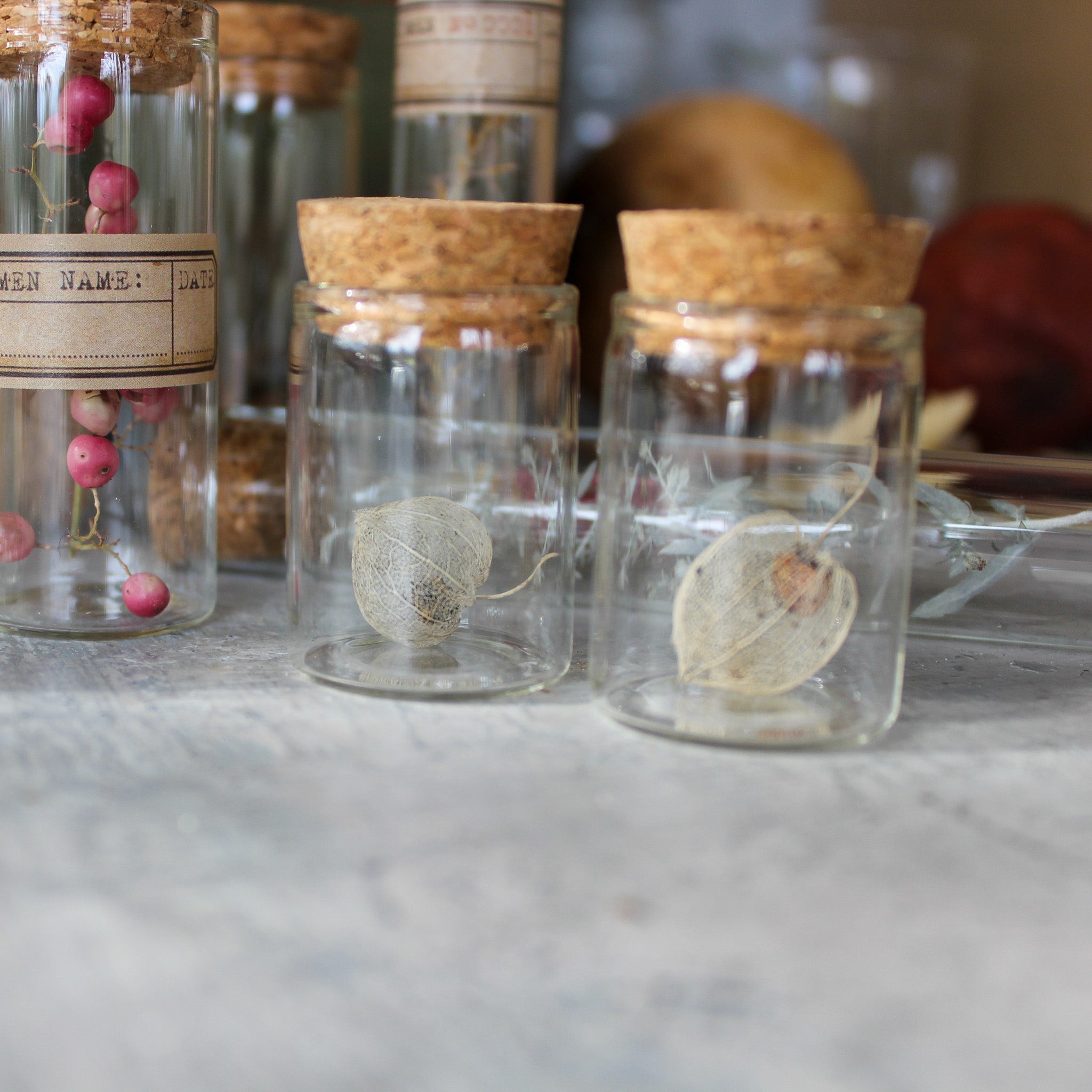 Nature Specimen Jars - Tribe Castlemaine