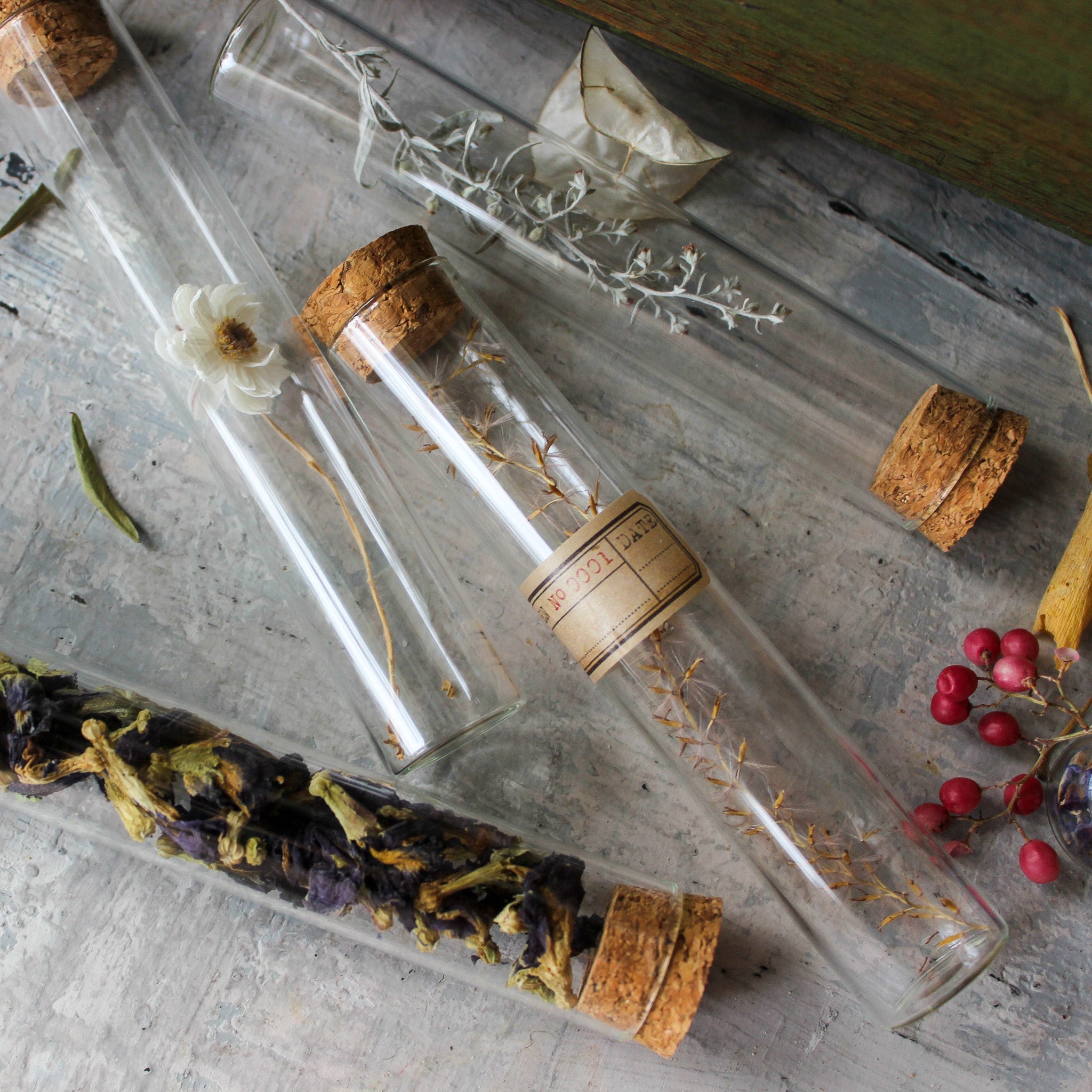 Nature Specimen Jars - Tribe Castlemaine