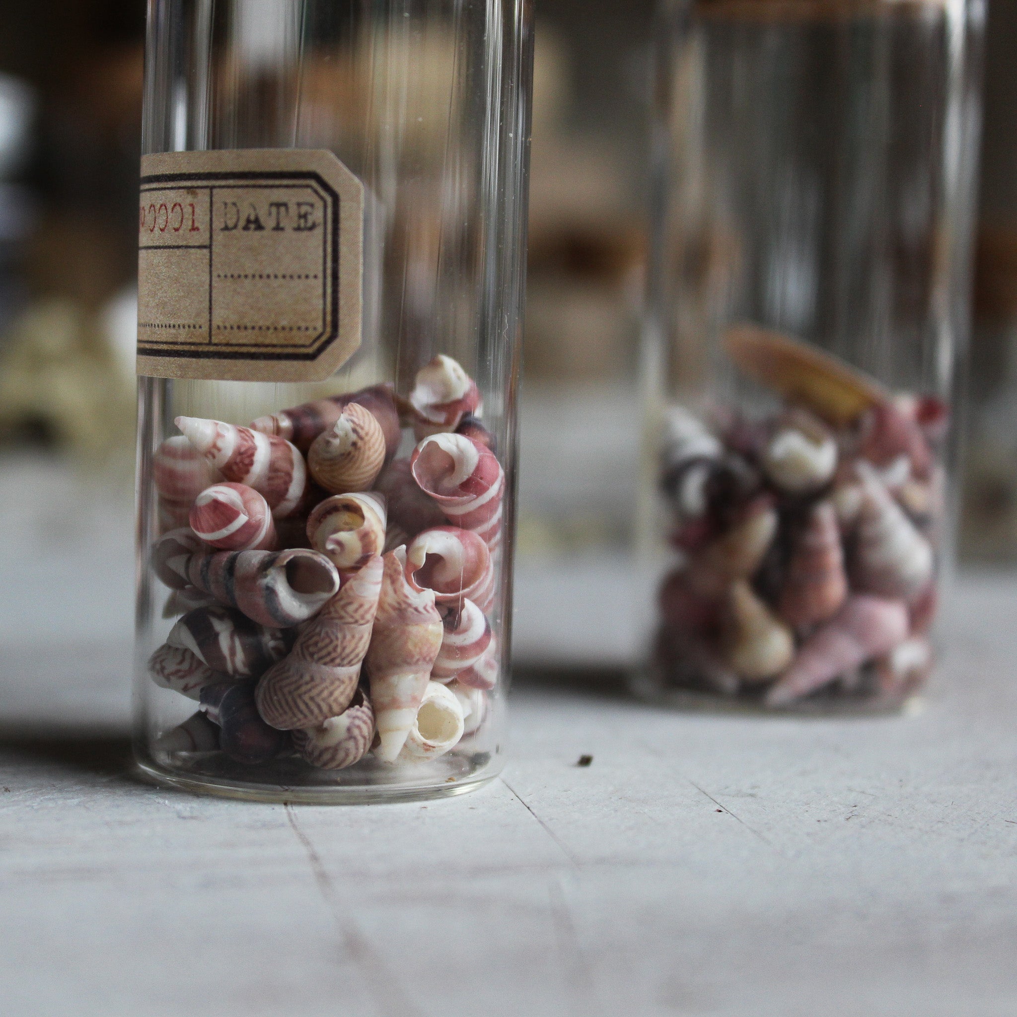 Nature Specimen Jars - Tribe Castlemaine