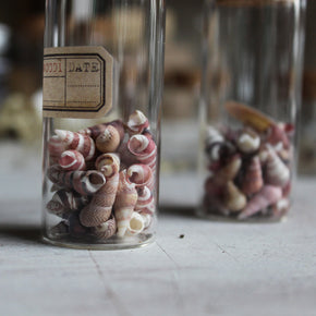 Nature Specimen Jars - Tribe Castlemaine