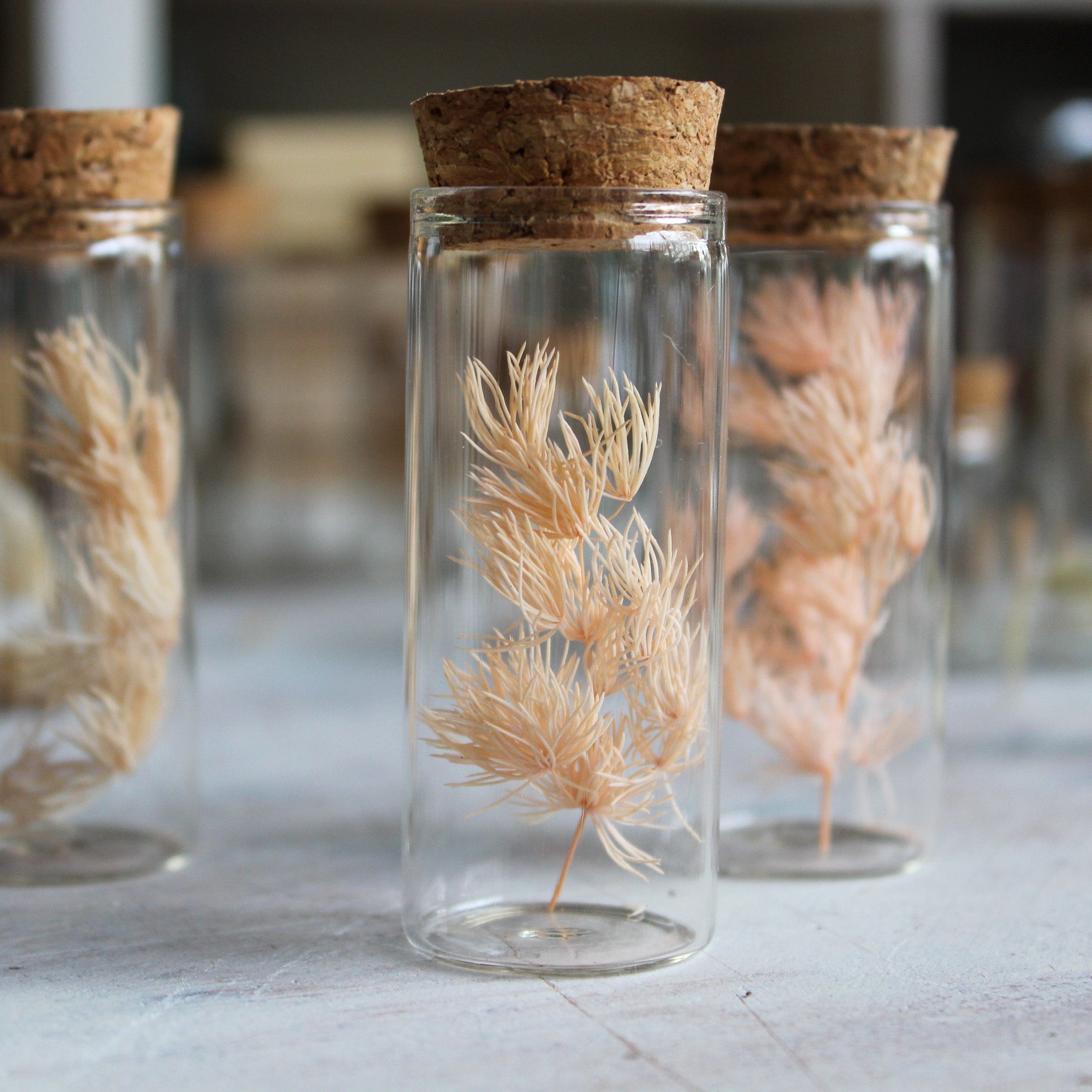 Nature Specimen Jars - Tribe Castlemaine