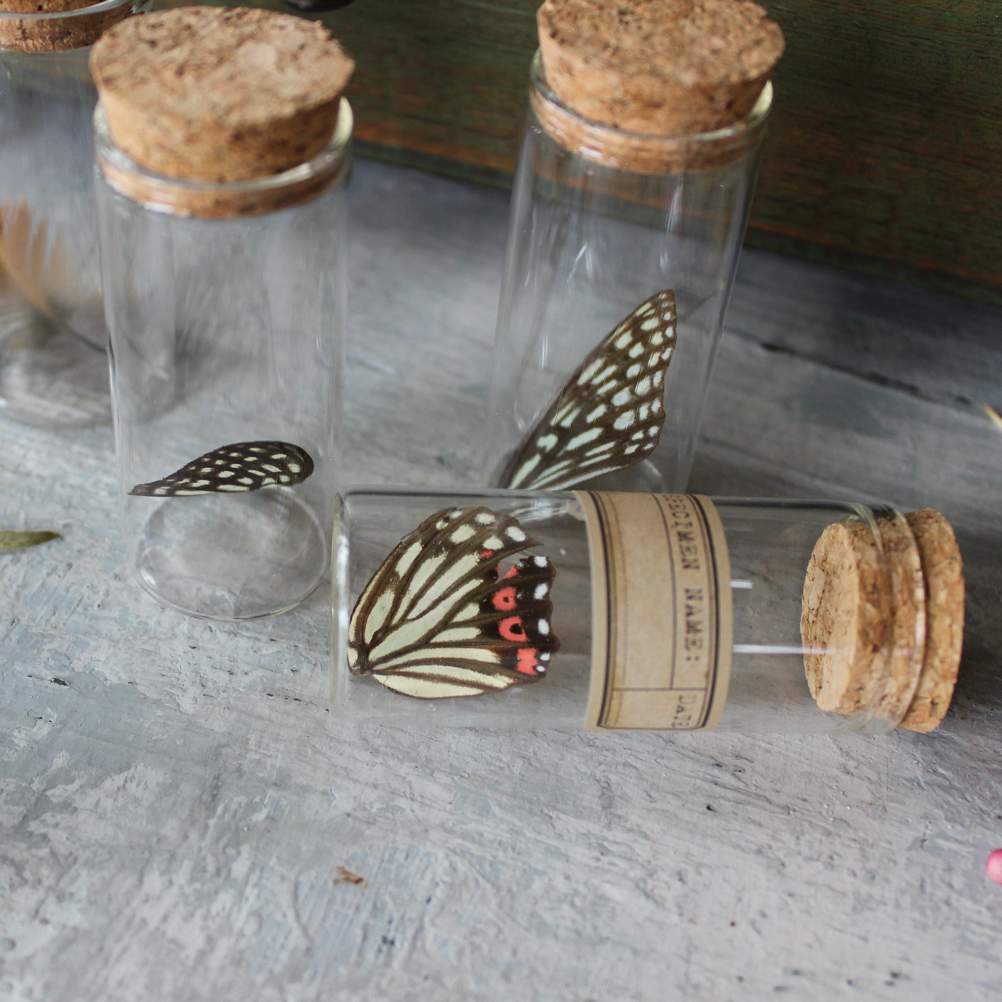 Nature Specimen Jars - Tribe Castlemaine