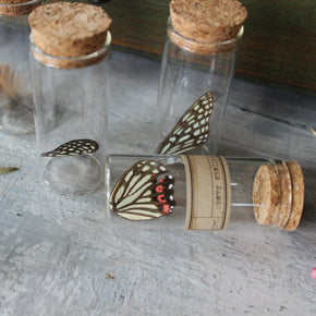 Nature Specimen Jars - Tribe Castlemaine