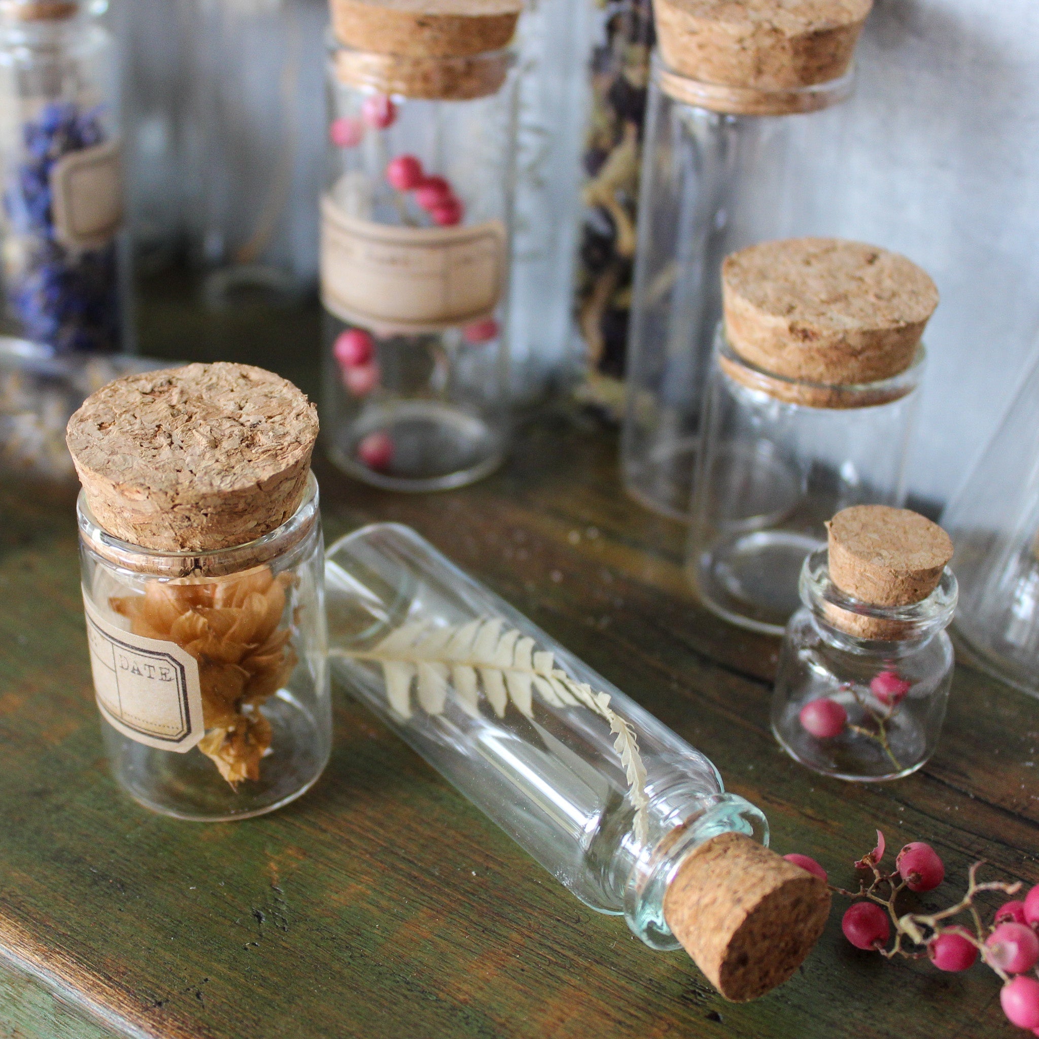 Nature Specimen Jars - Tribe Castlemaine
