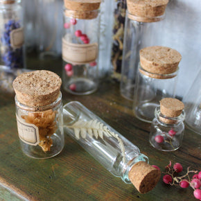 Nature Specimen Jars - Tribe Castlemaine