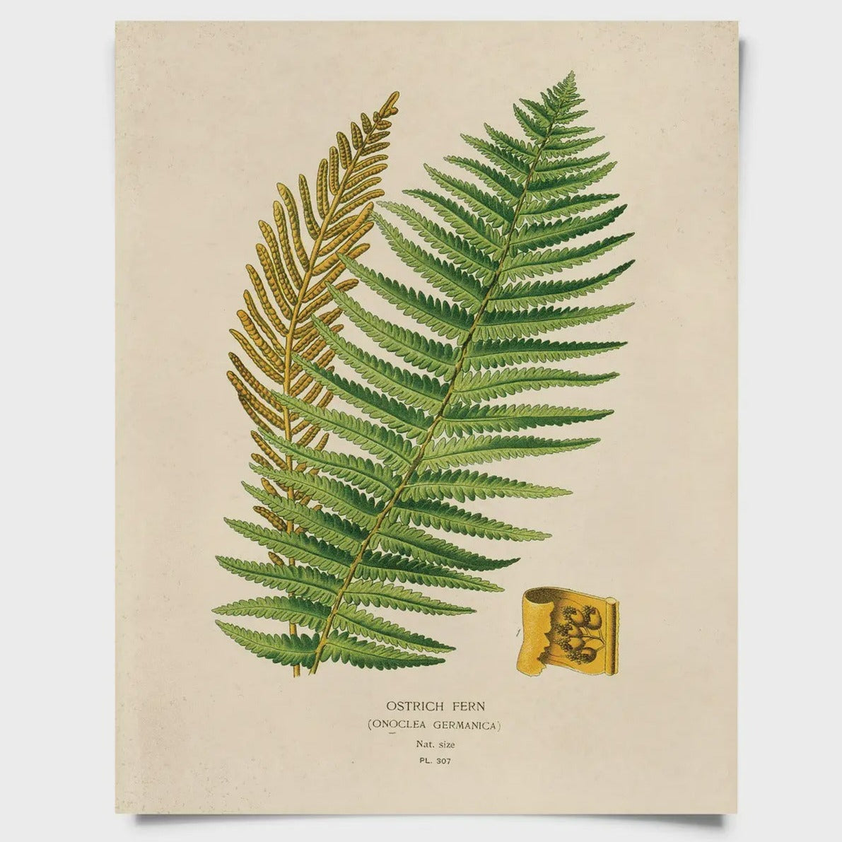 Vintage Natural History Prints