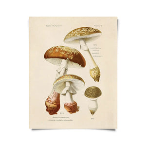 Vintage Natural History Prints