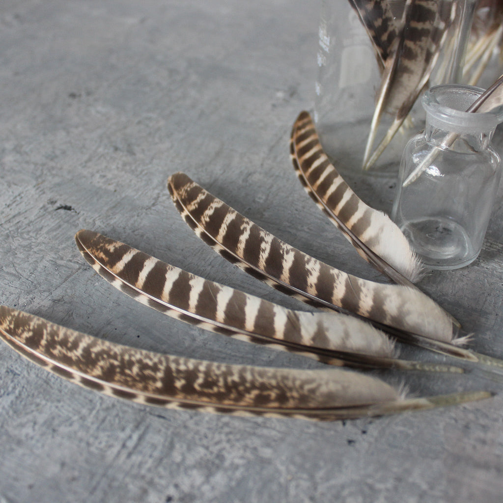 Pheasant Feathers Ethically Sourced - Tribe Castlemaine