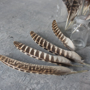 Pheasant Feathers Ethically Sourced - Tribe Castlemaine