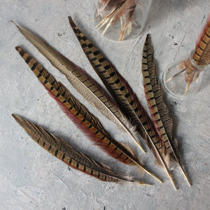 Pheasant Feathers Ethically Sourced - Tribe Castlemaine