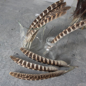 Pheasant Feathers Ethically Sourced - Tribe Castlemaine