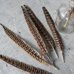 Pheasant Feathers Ethically Sourced - Tribe Castlemaine