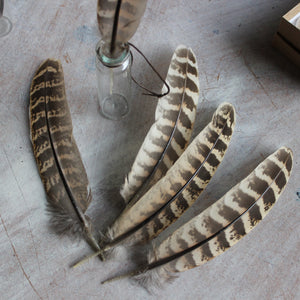 Pheasant Feathers Ethically Sourced - Tribe Castlemaine
