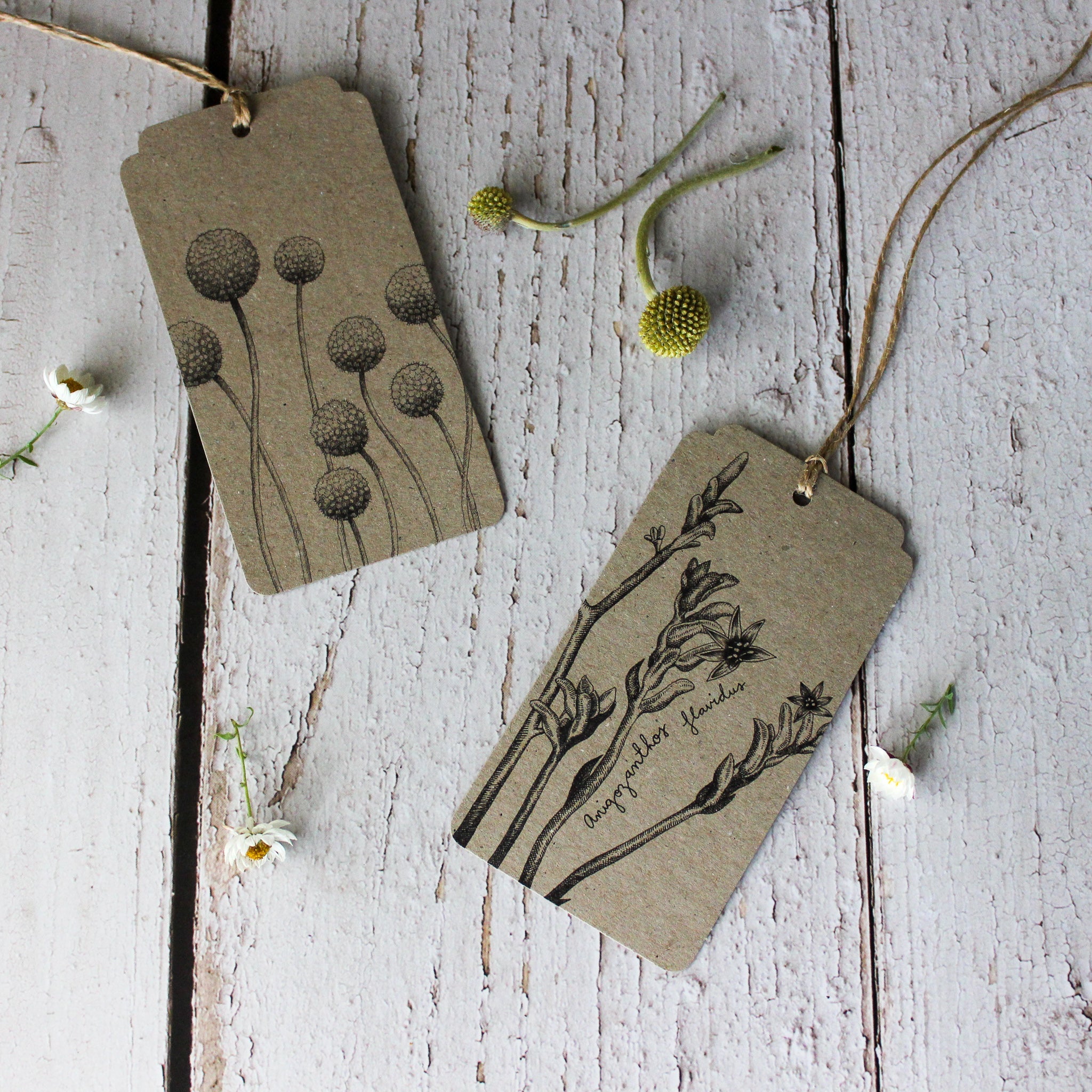 Sow 'n Sow Gift Tags : Billy Buttons - Tribe Castlemaine