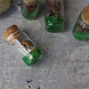 Tiny Mushroom Jars - Tribe Castlemaine