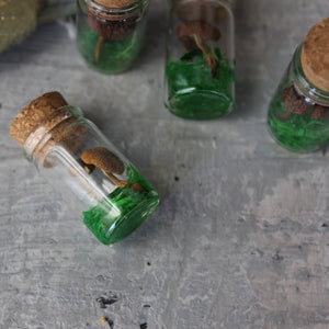 Tiny Mushroom Jars - Tribe Castlemaine