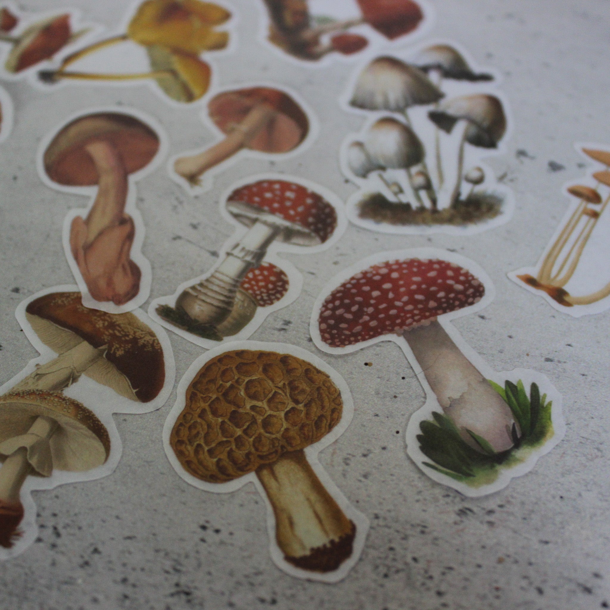 Toadstool Sticker Pack - Tribe Castlemaine