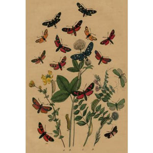Vintage Natural History Cards - Tribe Castlemaine