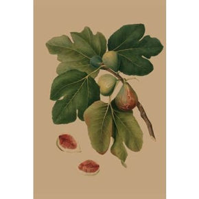 Vintage Natural History Cards - Tribe Castlemaine