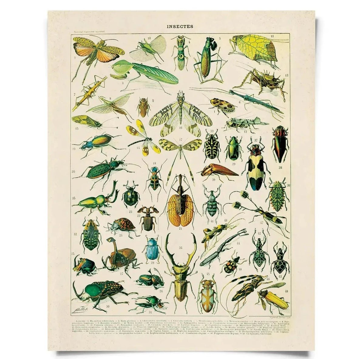 Vintage Natural History Prints - Tribe Castlemaine