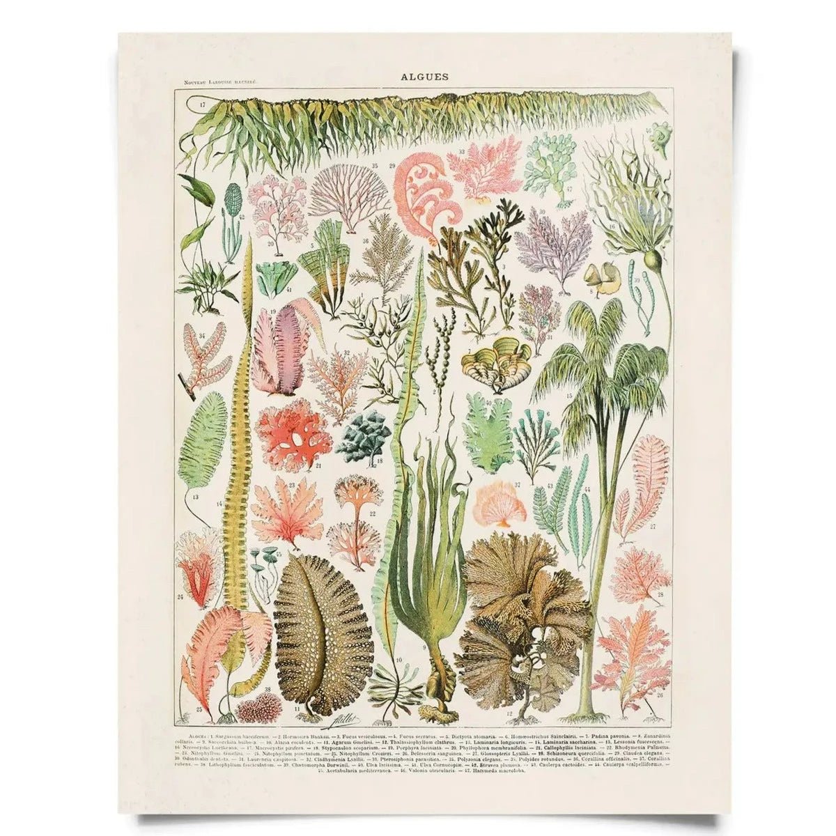 Vintage Natural History Prints - Tribe Castlemaine