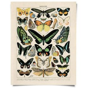 Vintage Natural History Prints - Tribe Castlemaine