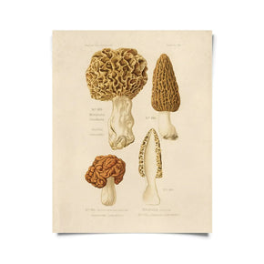 Vintage Natural History Prints - Tribe Castlemaine