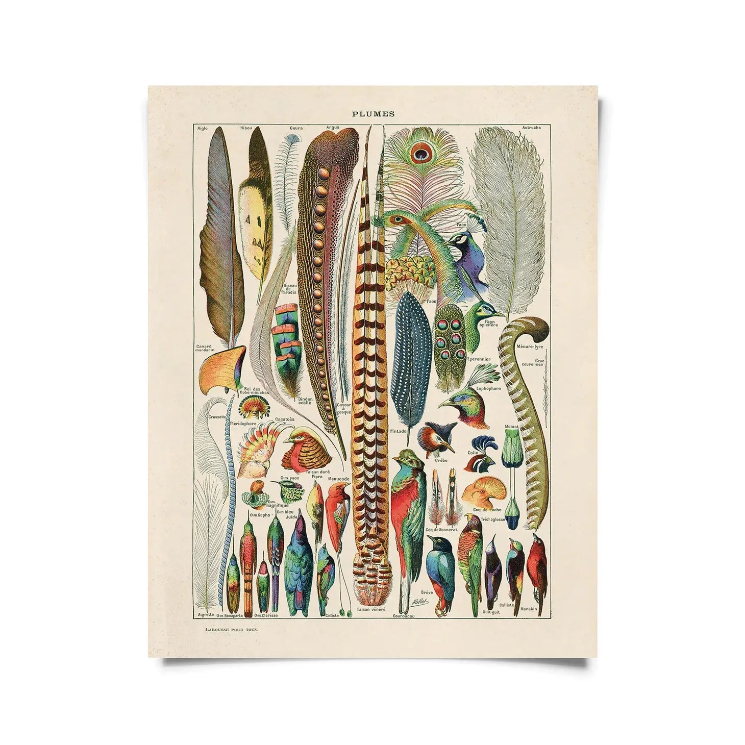 Vintage Natural History Prints - Tribe Castlemaine