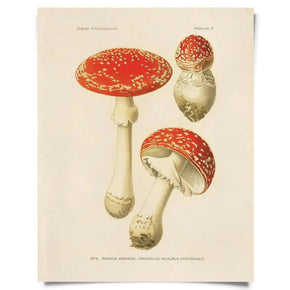 Vintage Natural History Prints - Tribe Castlemaine