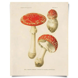 Vintage Natural History Prints - Tribe Castlemaine