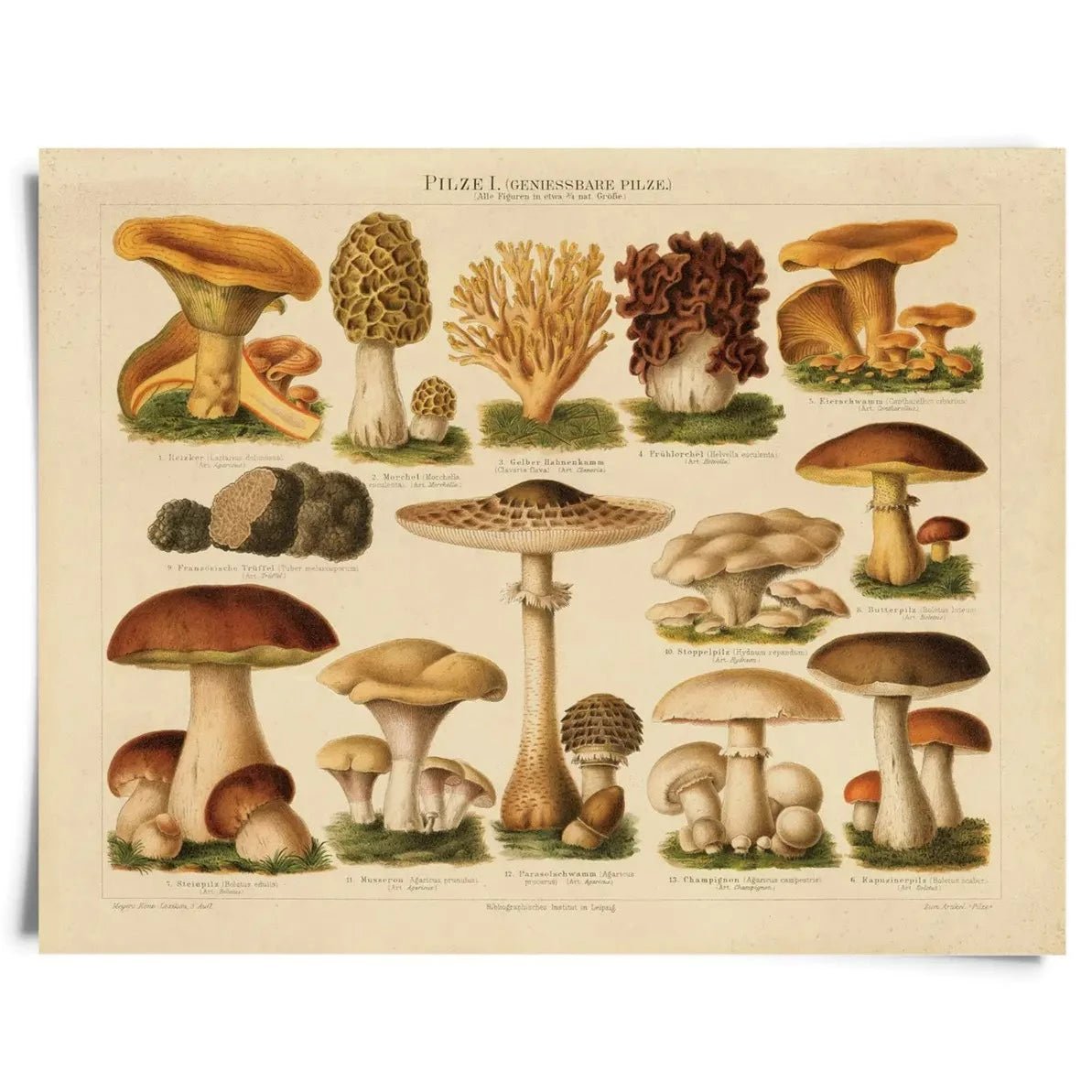 Vintage Natural History Prints - Tribe Castlemaine