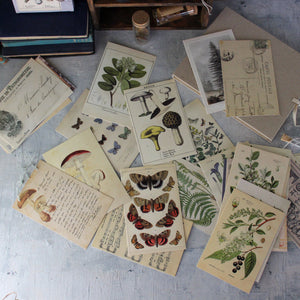 Vintage Nature Postcard Set - Tribe Castlemaine