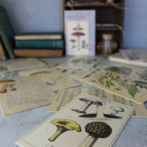 Vintage Nature Postcard Set - Tribe Castlemaine