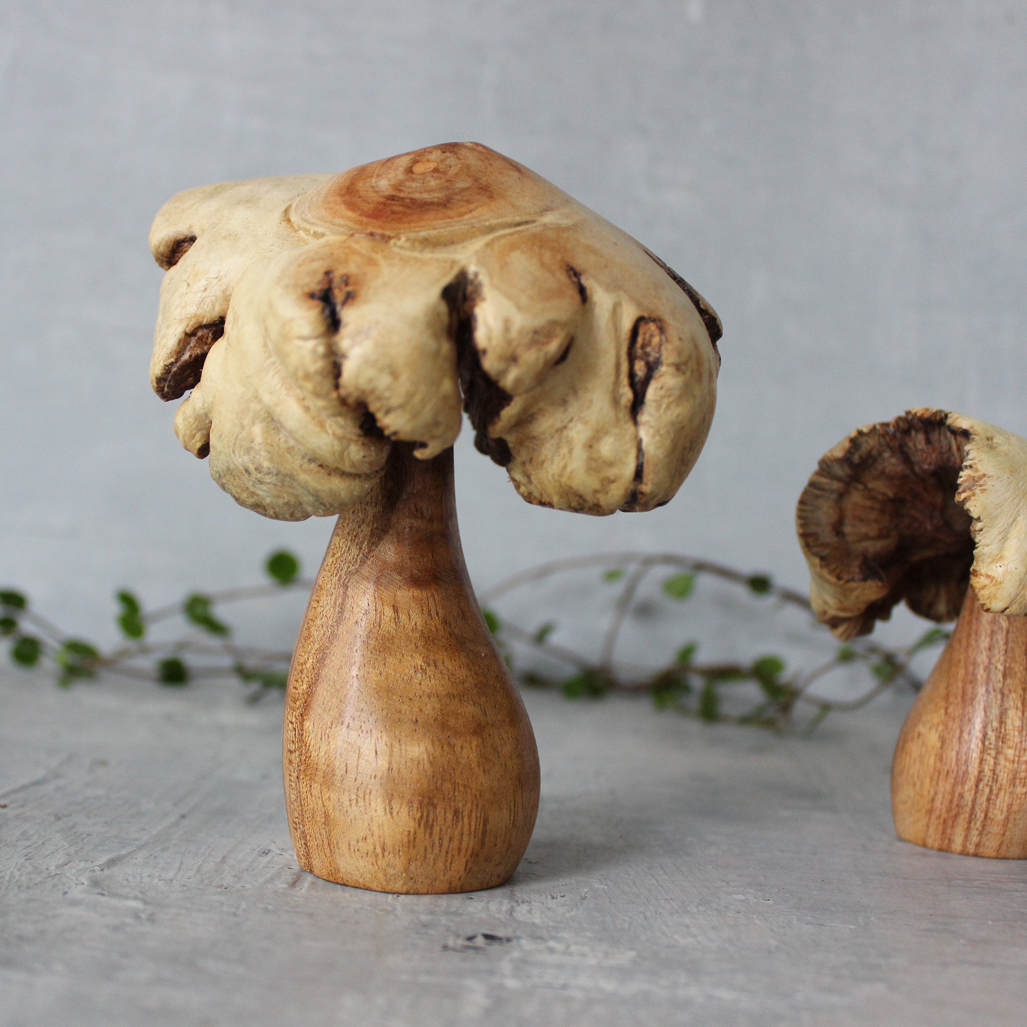 Wood Rose Toadstools - Tribe Castlemaine